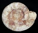 Inch Perisphinctes Ammonite - Jurassic #3754-1